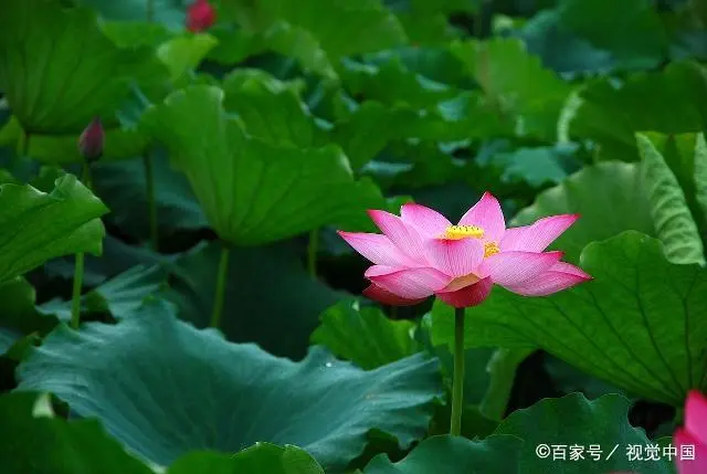 几个实用的拍摄景物小技巧，平时