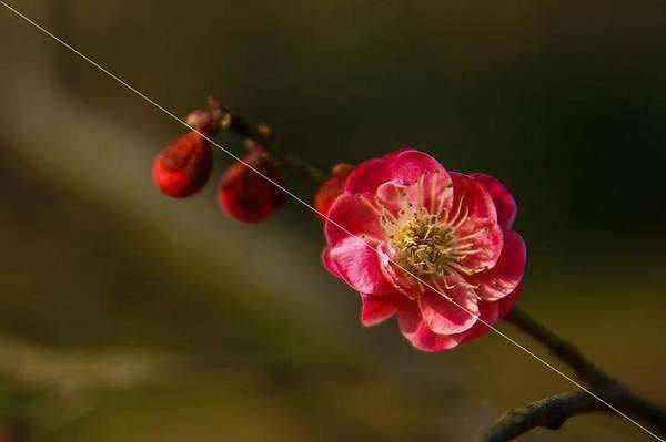 学会这些摄影小技巧,你也能拍出 学会这些摄影小技巧,你也能拍出